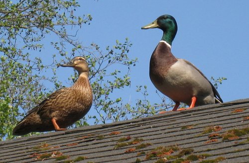canards.jpg